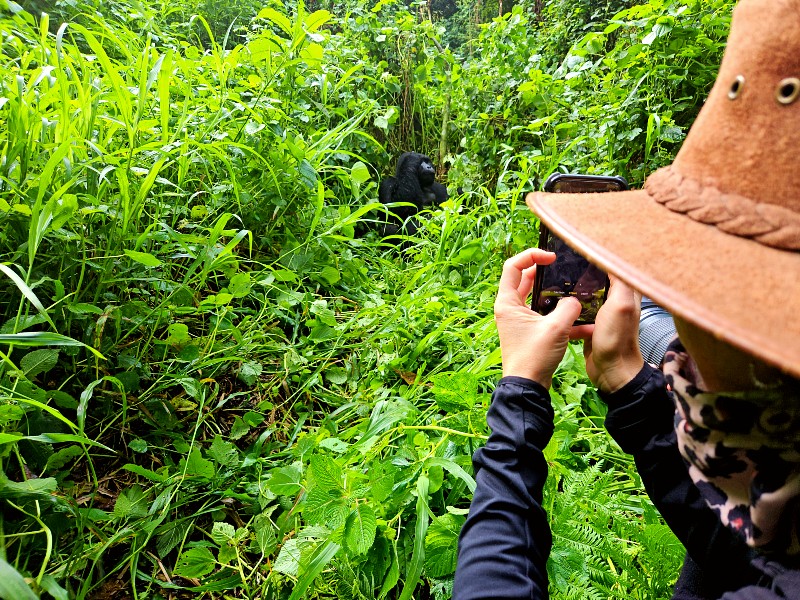 Bwindi Gorilla Foto Uganda