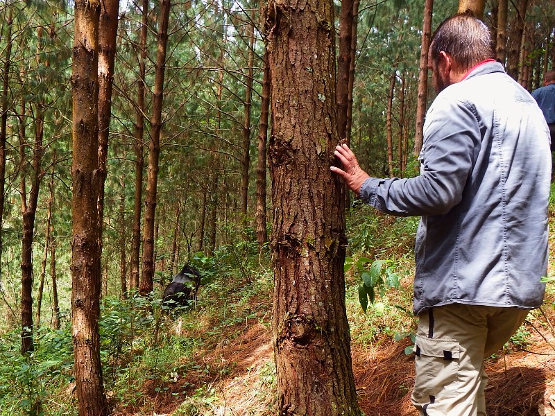 Uganda Gorillawanderung Bwindi