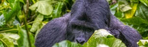 Gorilla in Bwindi