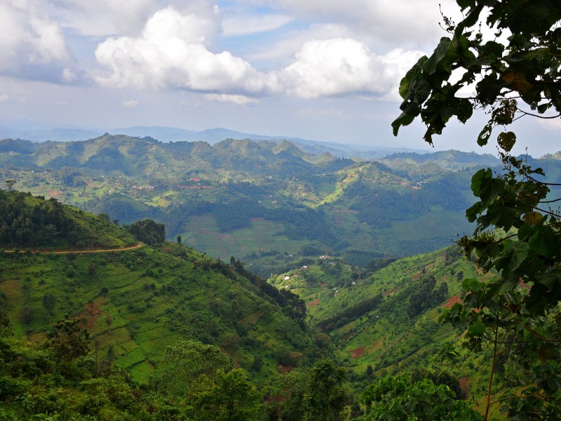 Uganda Bwindi Wald