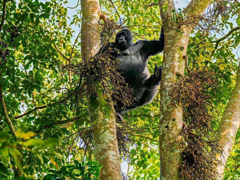Gorilla im Baum im Bwindi NP Uganda
