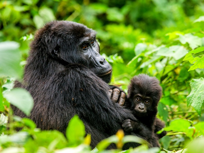 Bwindi Gorilla mit Baby Uganda