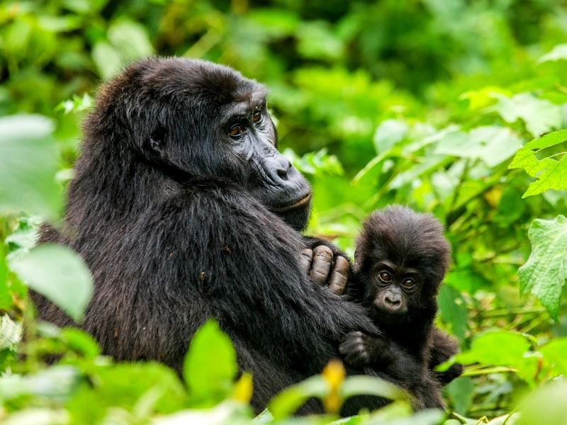Bwindi Gorilla mit Baby Uganda