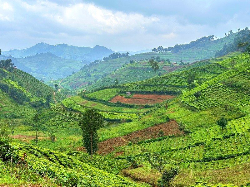 Bwindi Landschaft mit Plantagen Uganda