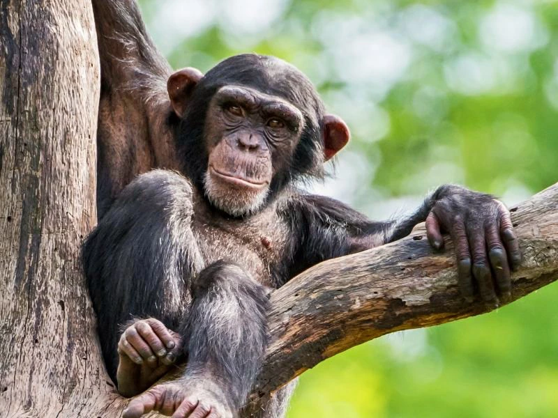 Uganda Schimpanse im Baum