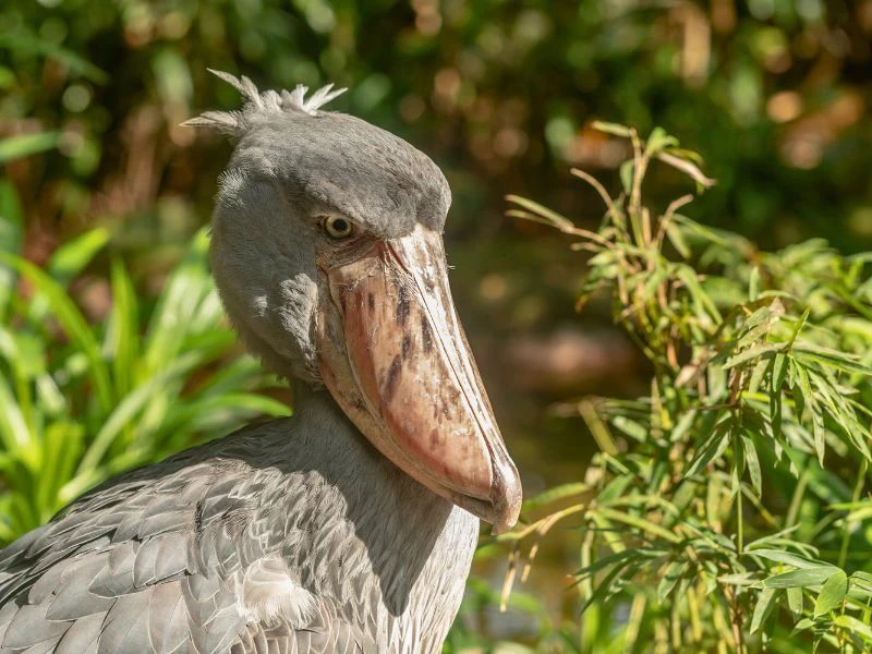 Uganda Entebbe Bill Bird Vogel Beobachtung Wanderung