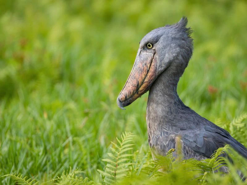 Uganda Entebbe Bill Bird
