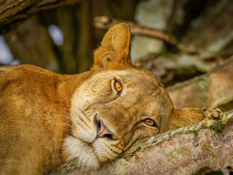 Uganda Löwe im Baum Queen Elizabeth NP