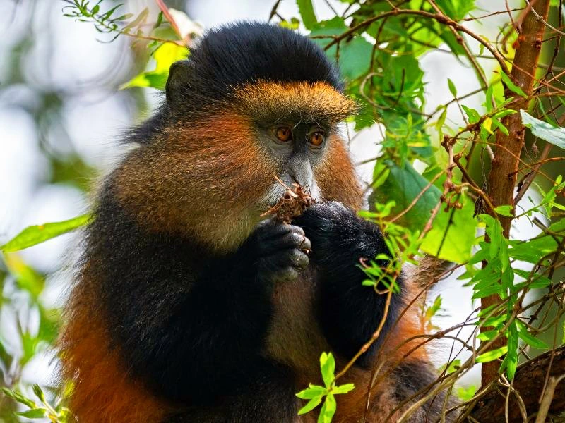 Uganda Golden Monkey im Baum