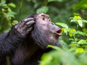 Uganda - Kibale - Schimpanse