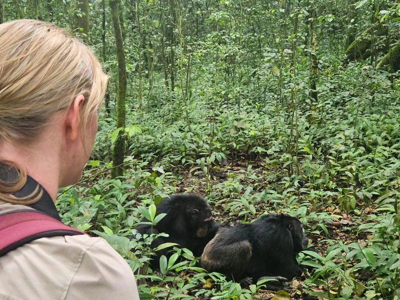 Begegnung mit Schimpansen in Uganda Kibale