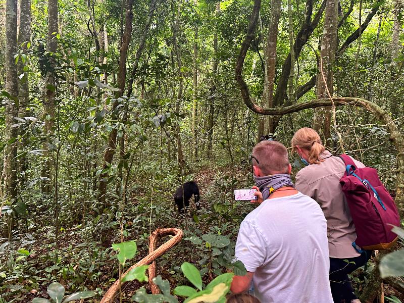 Schimpansen Tracking Kibale Uganda