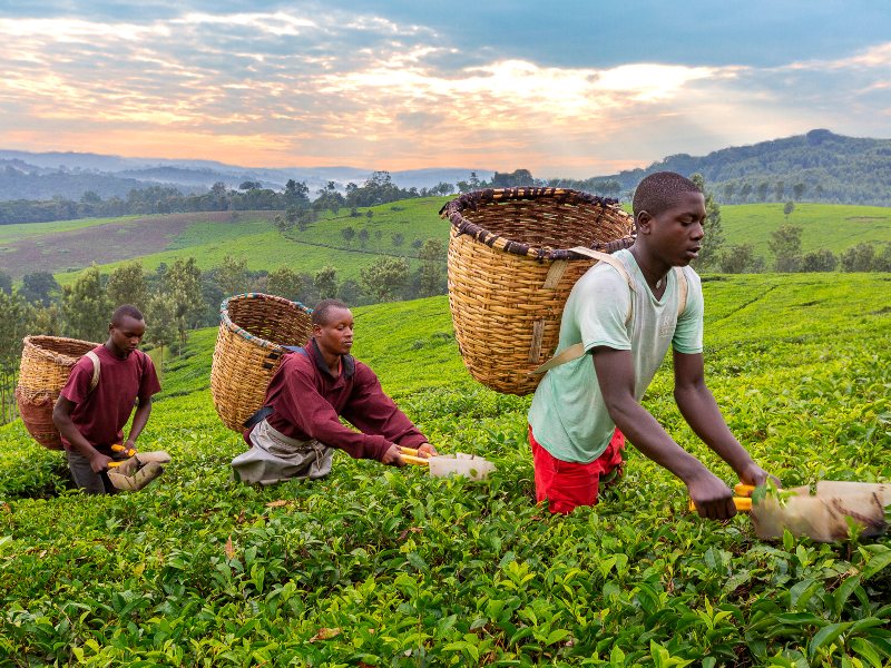 Uganda - Kibale Plantagen