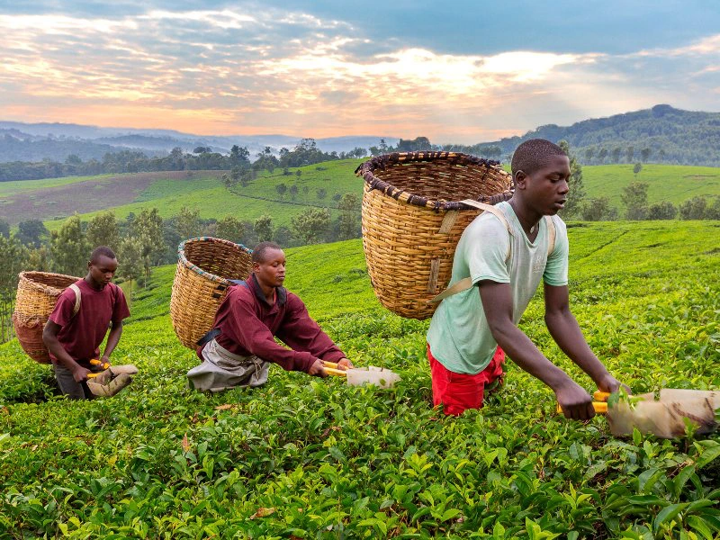 Uganda - Kibale Plantagen