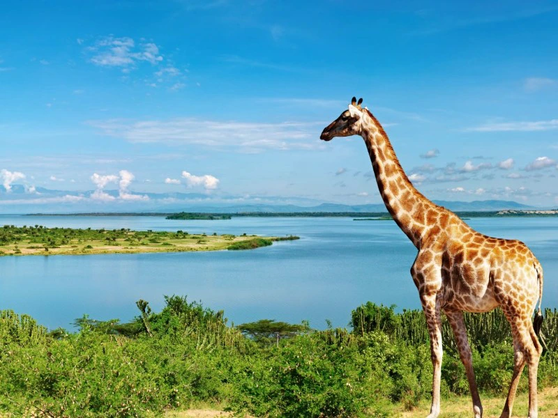 Oeganda giraf bij een meer