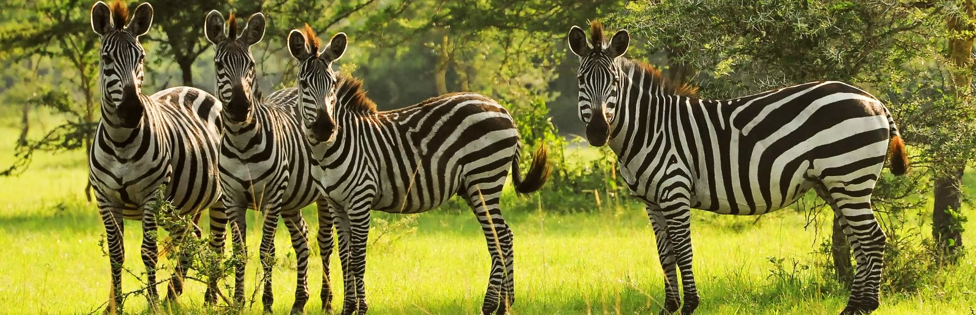 Lake Mburo Zebras Uganda