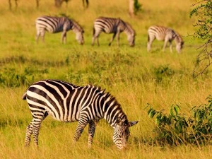 Lake Mburo Zebras Uganda