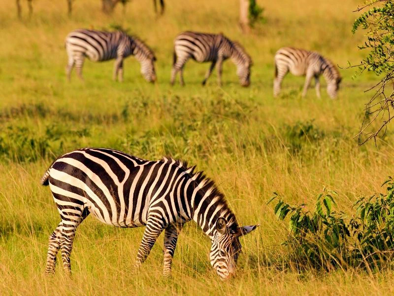 Lake Mburo Zebras Uganda