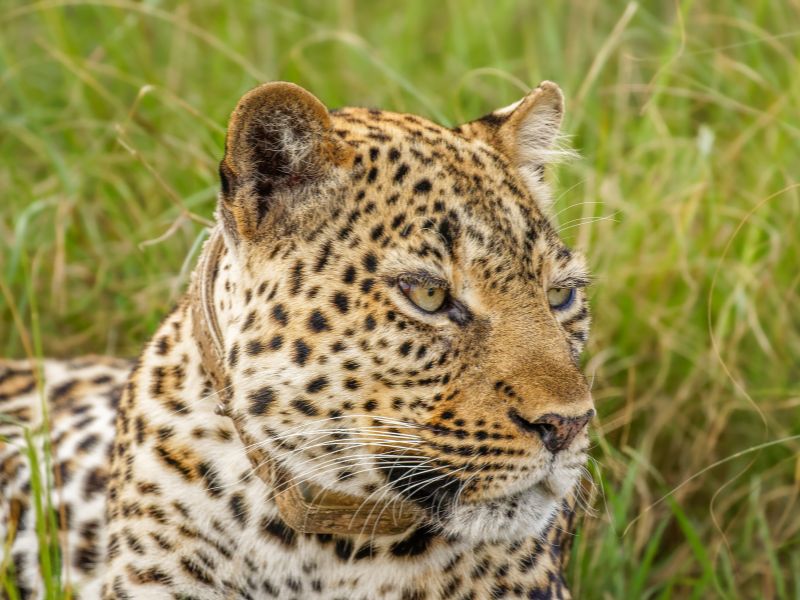 Uganda Leopard