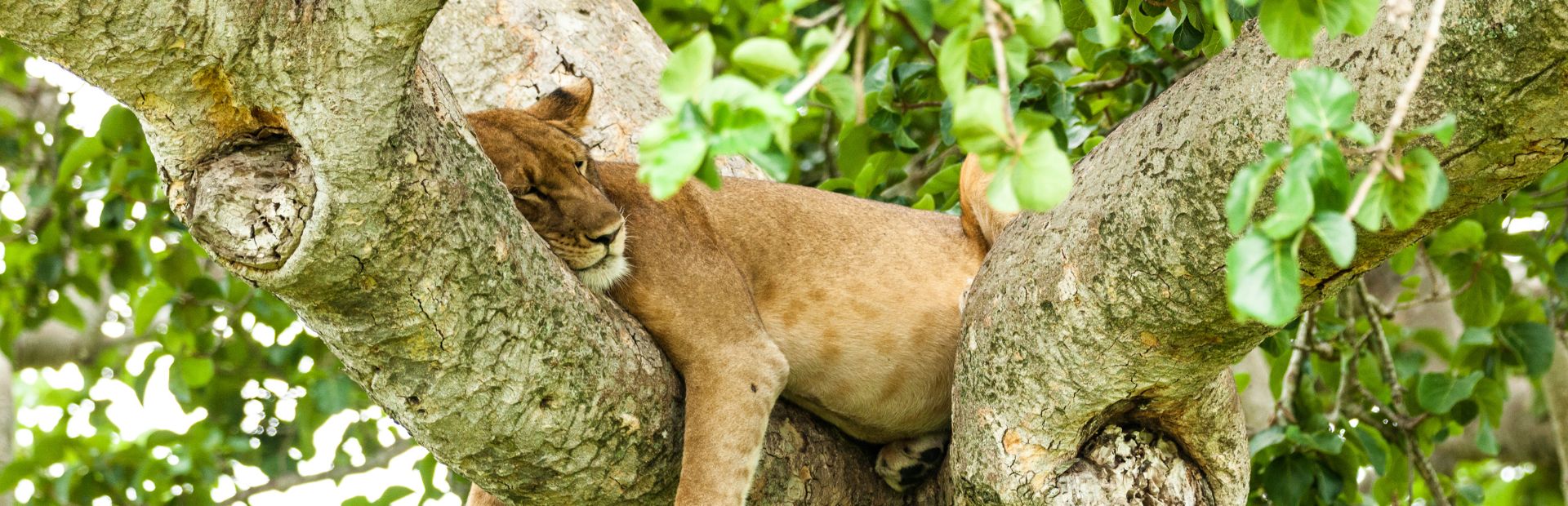 Löwe im Baum schläft Queen Elizabeth NP Uganda