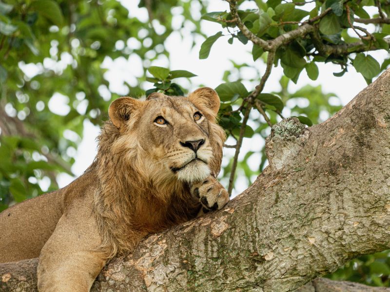 Uganda Löwe im Baum Queen Elizabeth