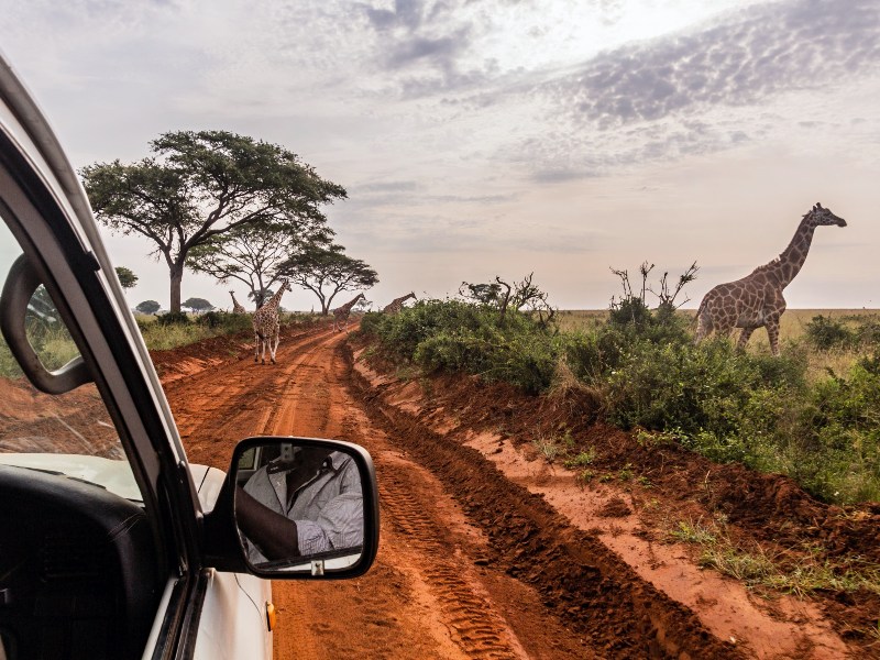 Uganda - Murchison Falls Giraffe