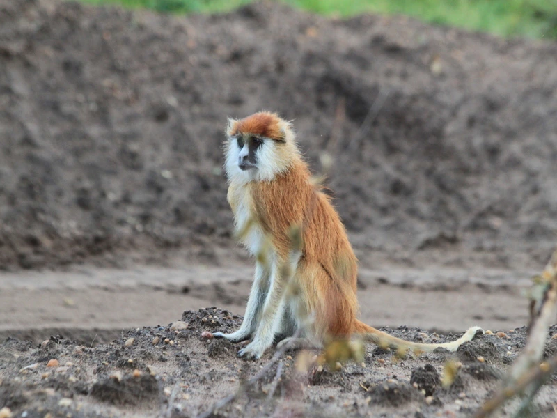 Uganda - Murchison Falls Game Drive Affe