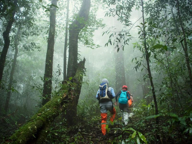 Im Bwindi Wald beim Gorilla Tracking Uganda