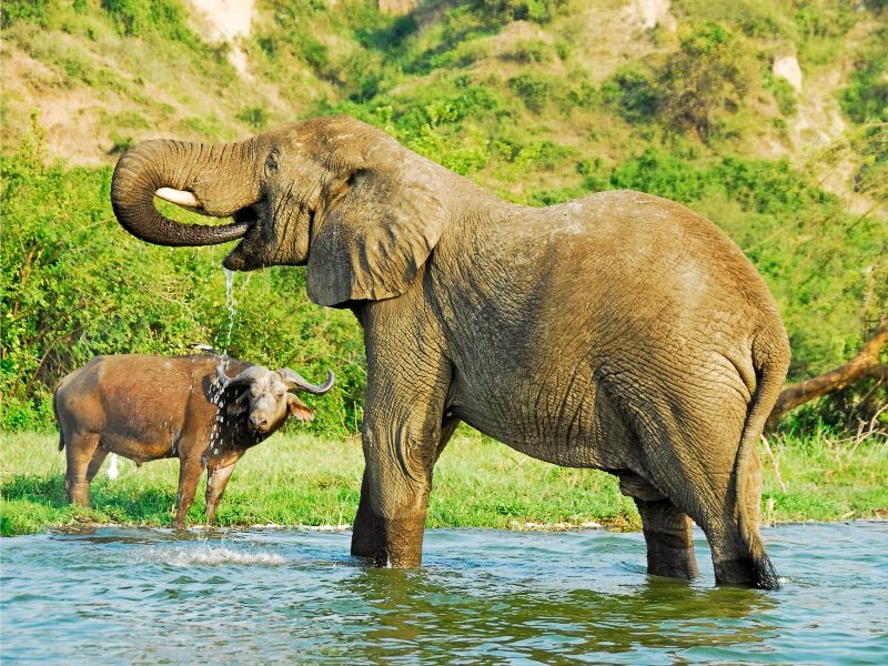 Queen Elizabeth - Kazinga Kanal - Elefanten Uganda