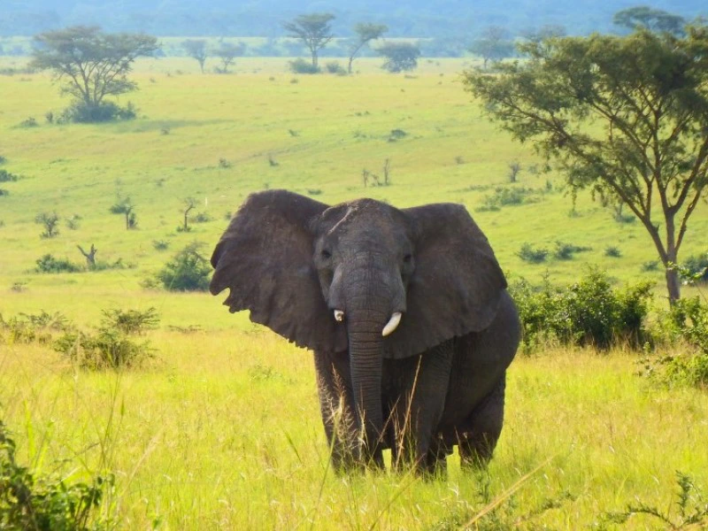 Uganda Elefant in der Natur