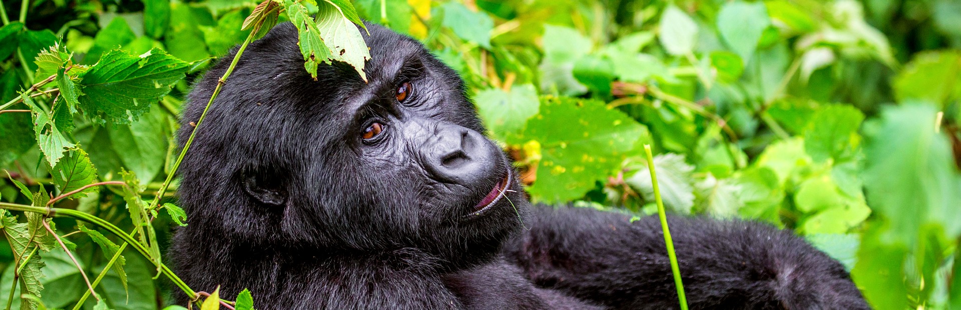 Oeganda Reisen Gorilla in Bwindi