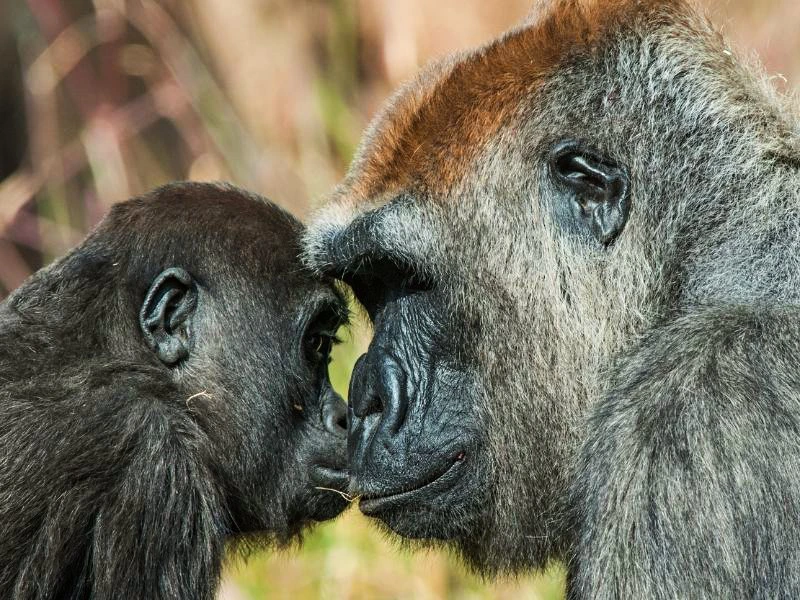 Uganda Gorilla Mutter mit Jungen