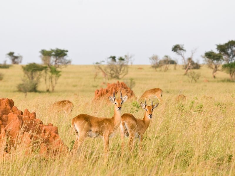 Uganda Antilopen