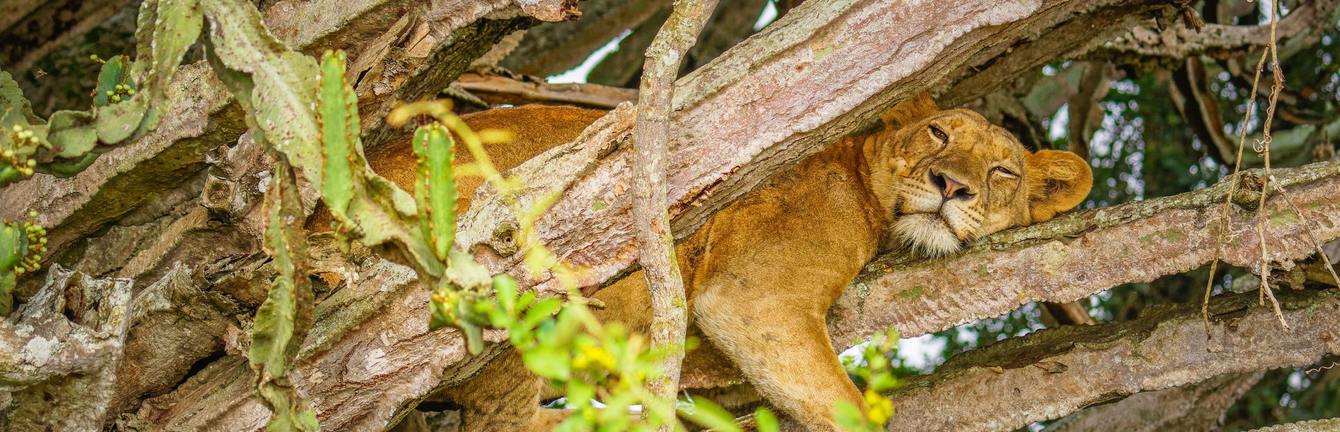 Löwe im Baum - Queen Elizabeth NP - Uganda