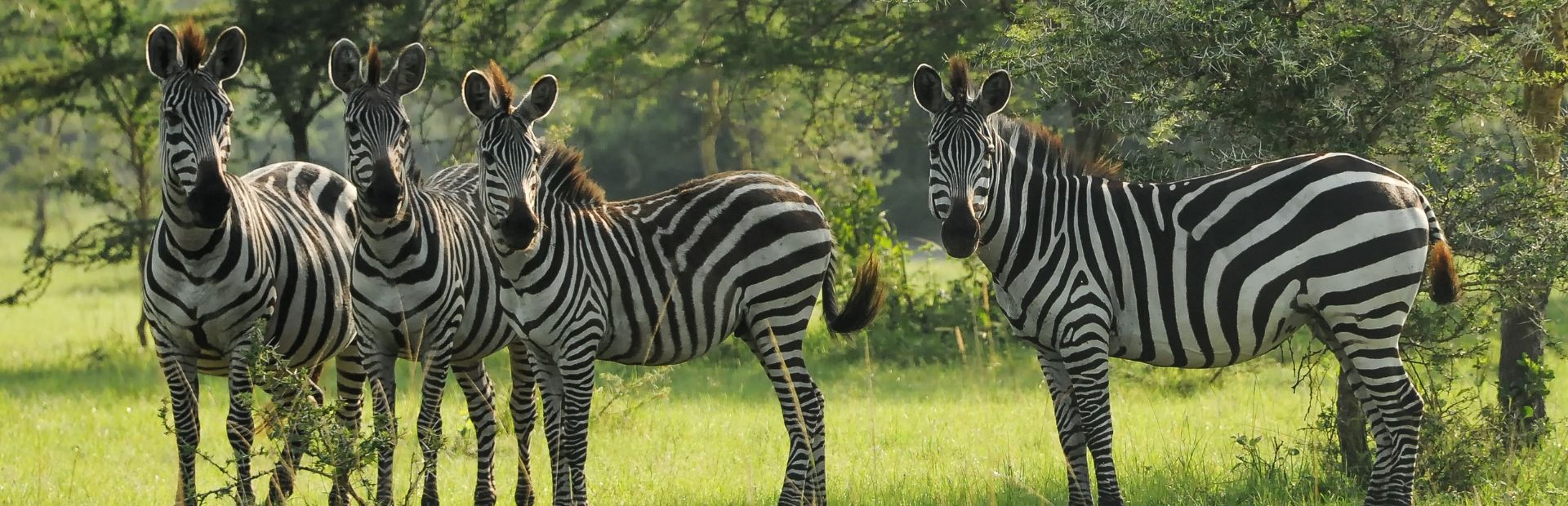 Zebras am Lake Mburo Uganda