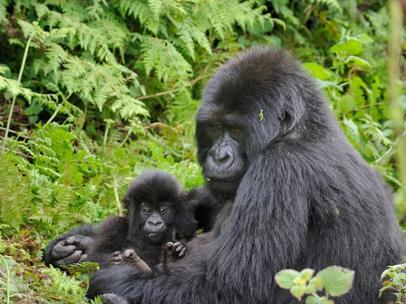 Gorilla in Bwindi - Uganda