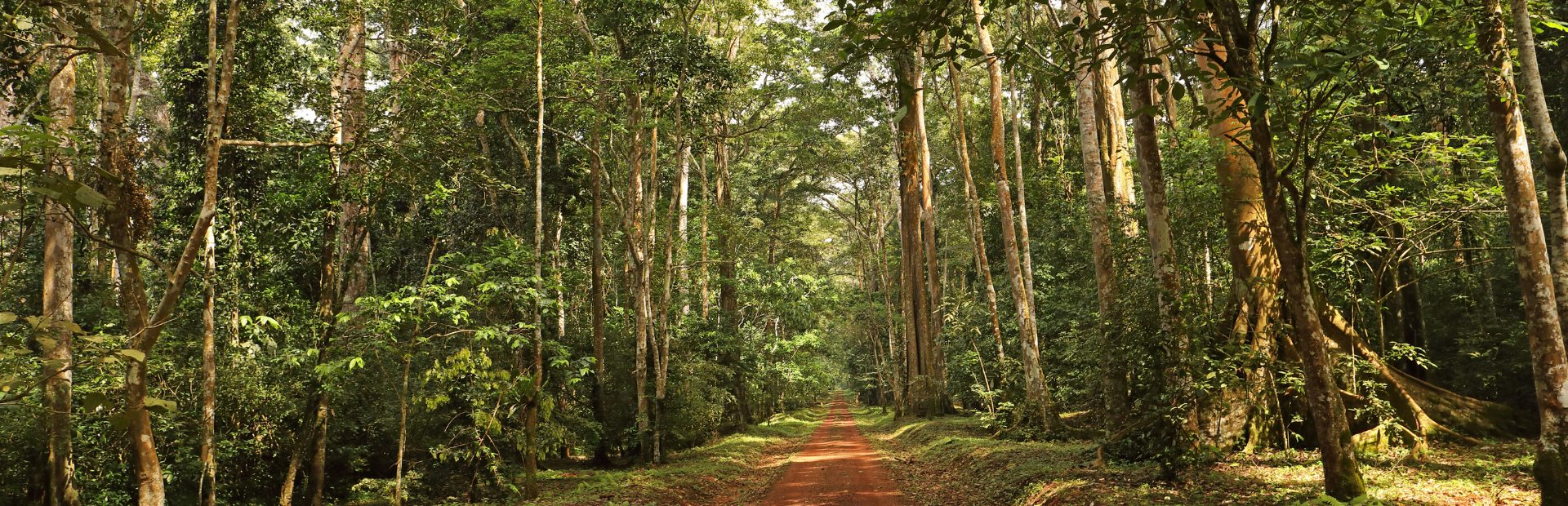 Waldweg im Kibale NP - Uganda