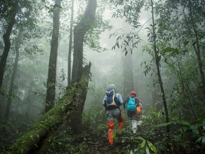Gorilla Tracking Bwindi Uganda