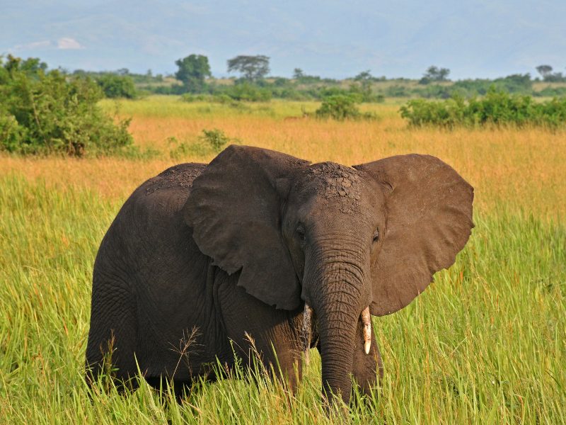 Olifant in het Queen Elizabeth NP - Oeganda