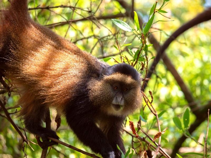 Uganda Mgahinga National Park Golden Monkey