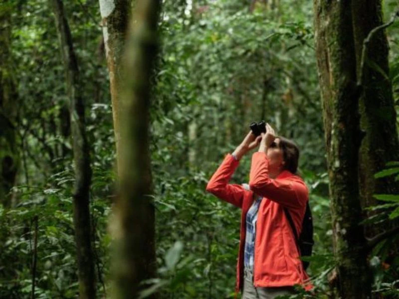 Uganda im Wald Gorillas beobachten