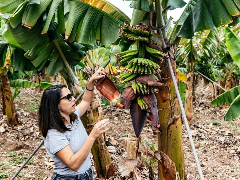 Kanaren Bananenplantage in la oratava