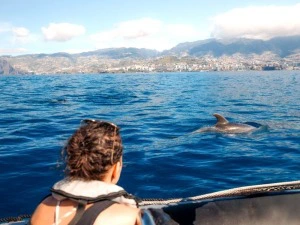 La gomera el hierro Delfin Sichtung