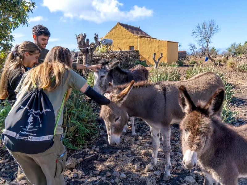 Kanaren La Palma eco farm Esel streicheln