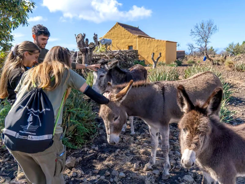 Kanaren La Palma eco farm Esel streicheln