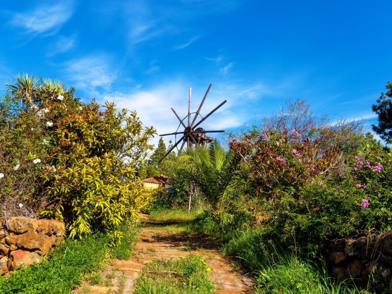 Kanaren Norden La Palma bunte Blumen