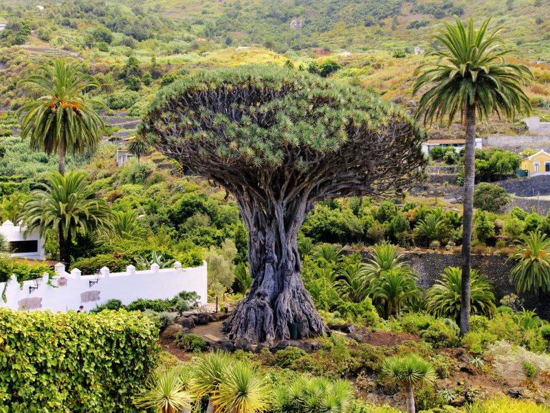 Kanaren Teneriffa icod de los Vinos