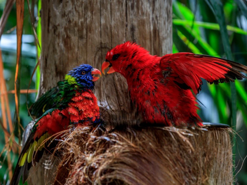 Kanaren Teneriffa Loro parque exotische Vögel
