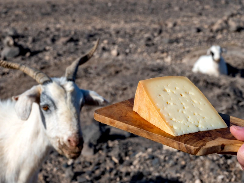 Ziege und Käse in Fuerteventura