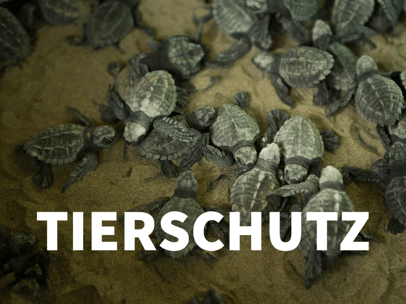 Tierschutz
